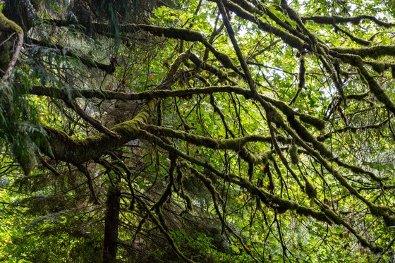 Pacific Northwest: Landscape photograph