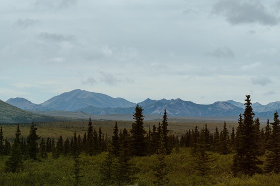 Denali National Park: Landscape photograph
