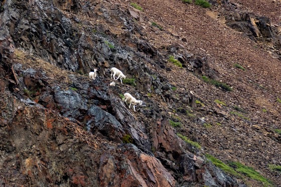 Denali National Park: Landscape photograph