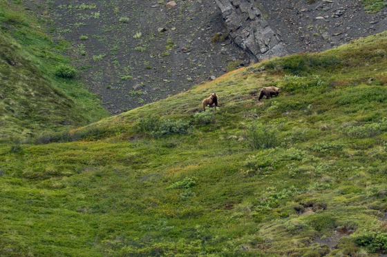Denali National Park: Landscape photograph
