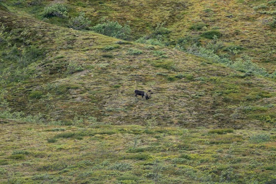 Denali National Park: Landscape photograph