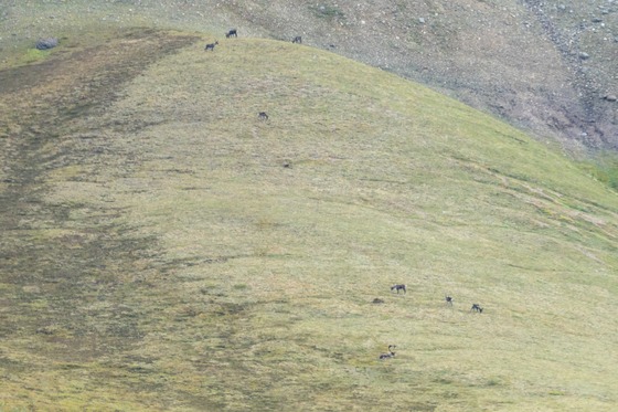 Denali National Park: Landscape photograph