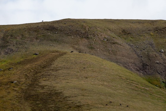 Denali National Park: Landscape photograph