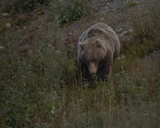 Denali National Park: Landscape photograph