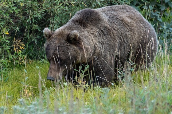 Denali National Park: Landscape photograph