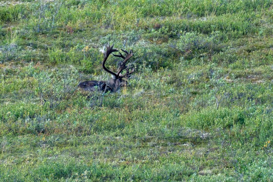 Denali National Park: Landscape photograph