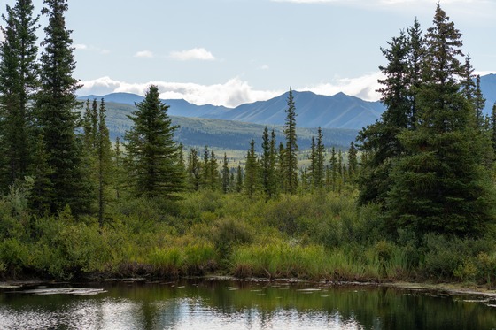 Denali National Park: Landscape photograph