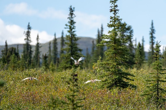 Denali National Park: Landscape photograph