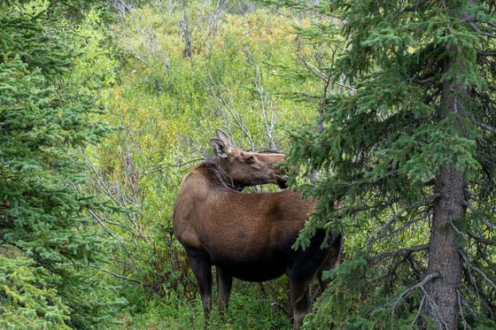 Denali National Park: Landscape photograph