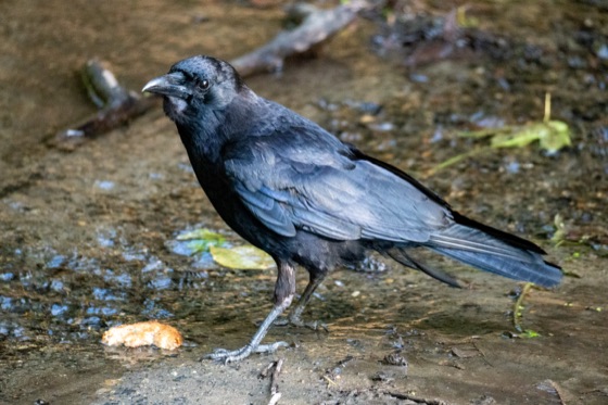 American Crow