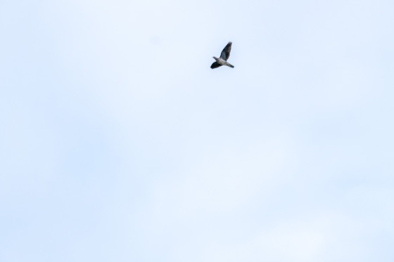 Band-tailed Pigeon