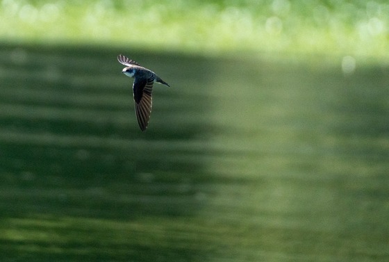 Bank Swallow