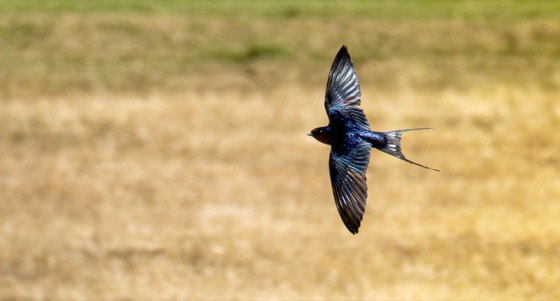 Barn Swallow