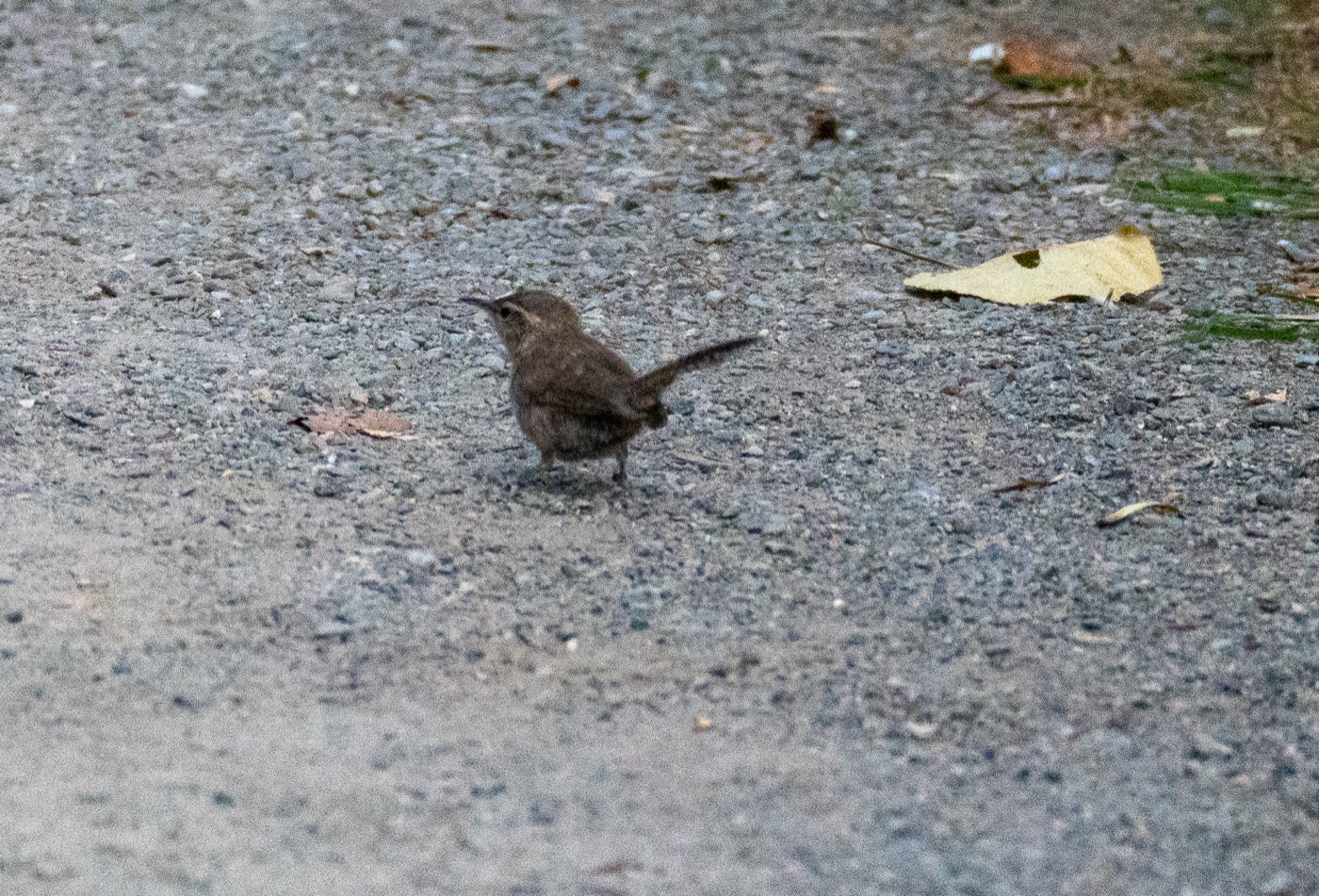 Bewick's Wren