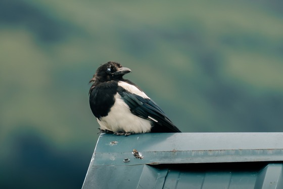 Black-billed Magpie