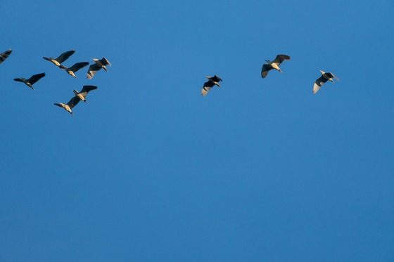 Black-crowned Night Heron