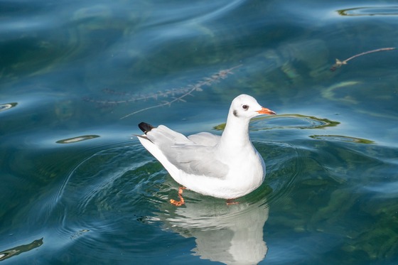 Black-headed Gull