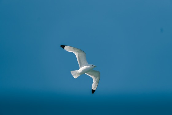 Black-legged Kittiwake
