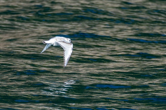 Bonaparte's Gull