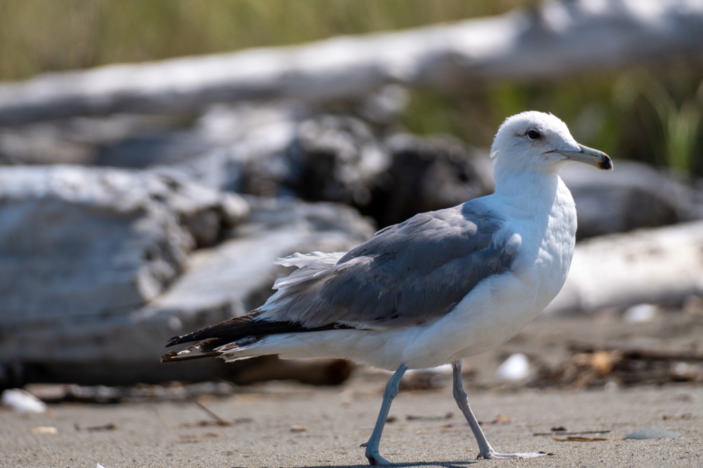 California Gull