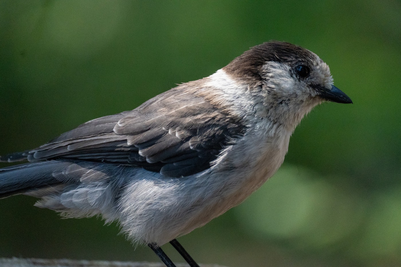 Canada Jay