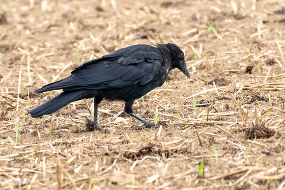 Carrion Crow