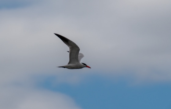 Caspian Tern