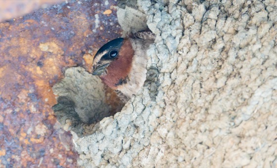 Cliff Swallow