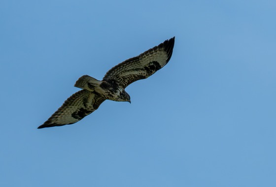 Common Buzzard