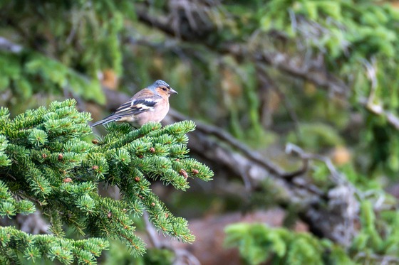 Common Chaffinch