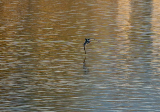 Common Greenshank