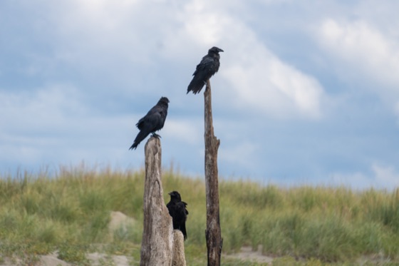 Common Raven