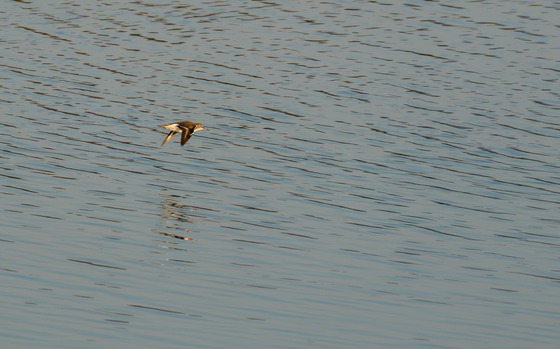Common Sandpiper
