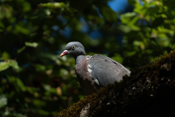Common Wood Pigeon