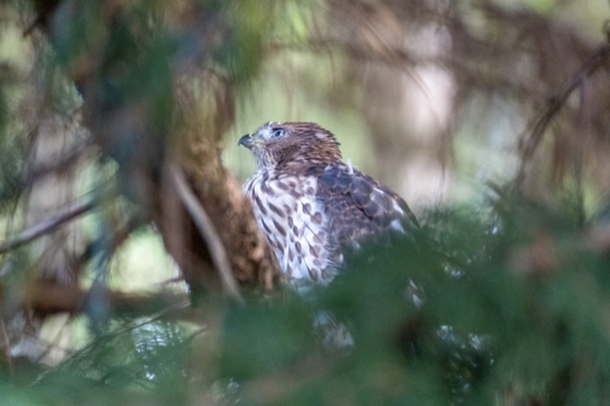 Cooper's Hawk