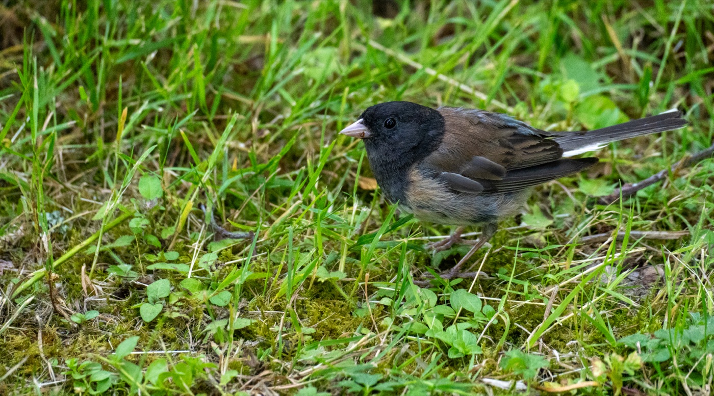 Dark-eyed Junco