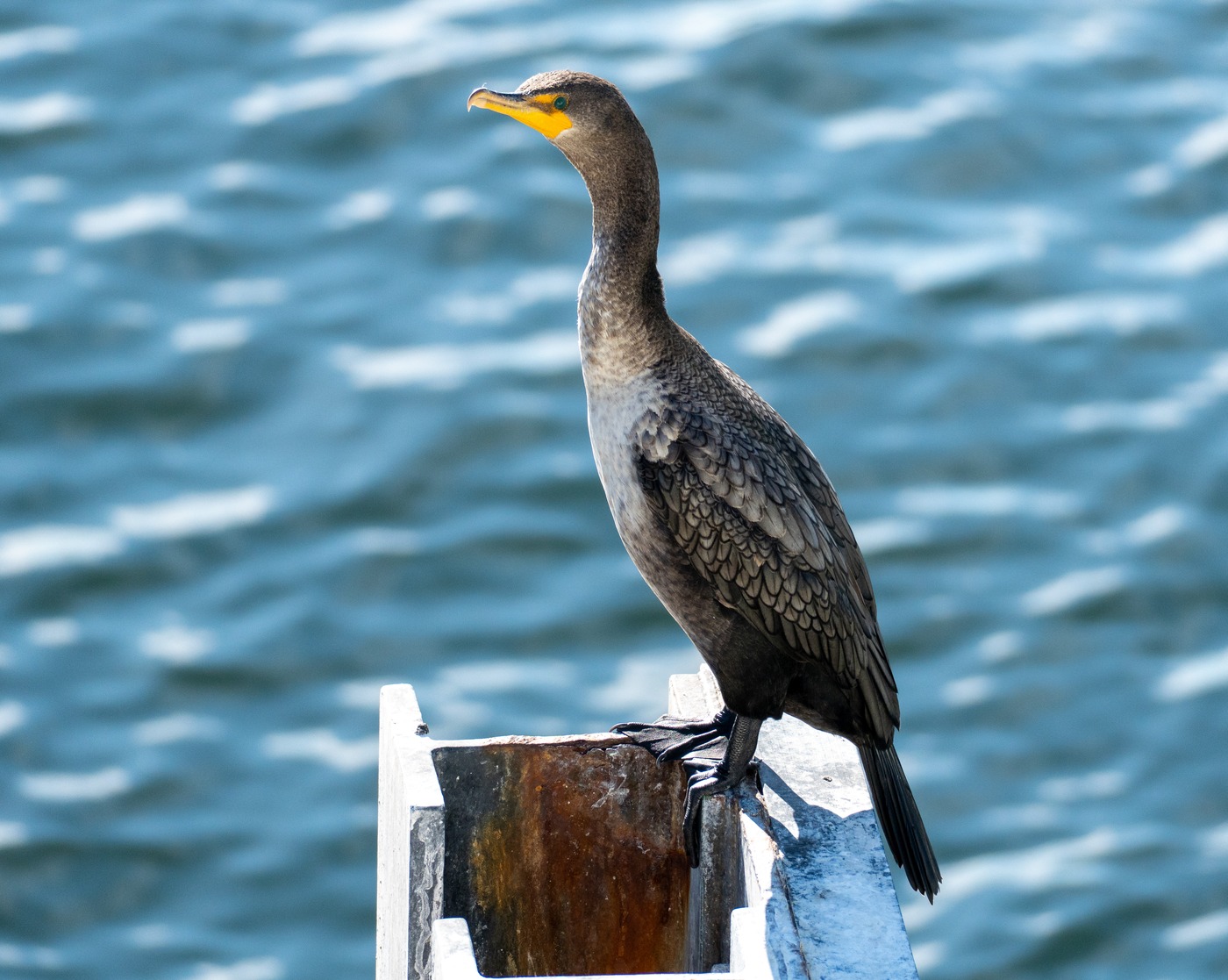 Double-crested Cormorant