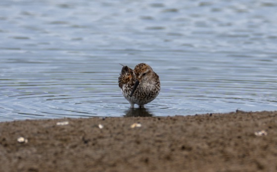 Dunlin