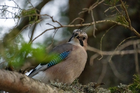 Eurasian Jay