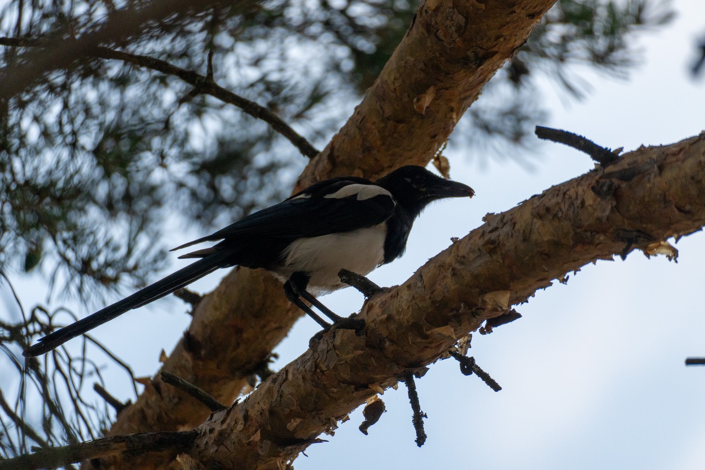 Eurasian Magpie