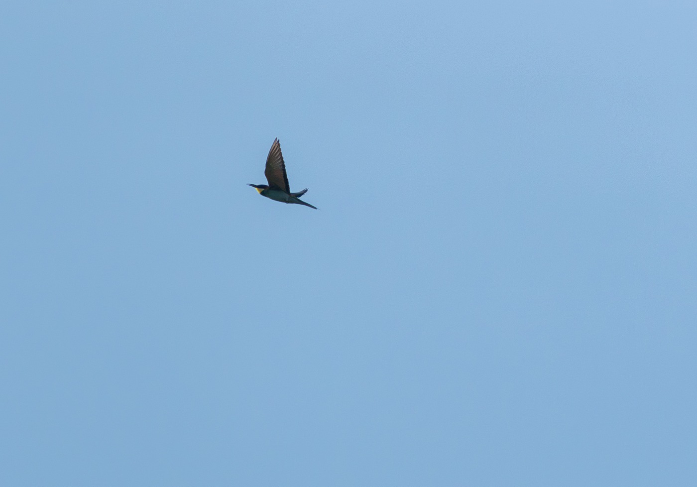 European Bee-eater