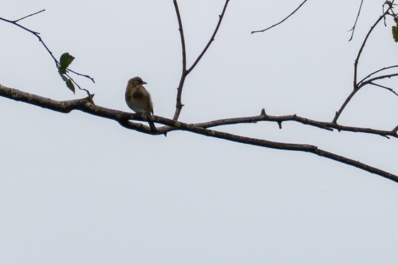 European Goldfinch
