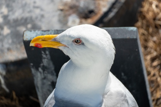 Glaucous-winged Gull
