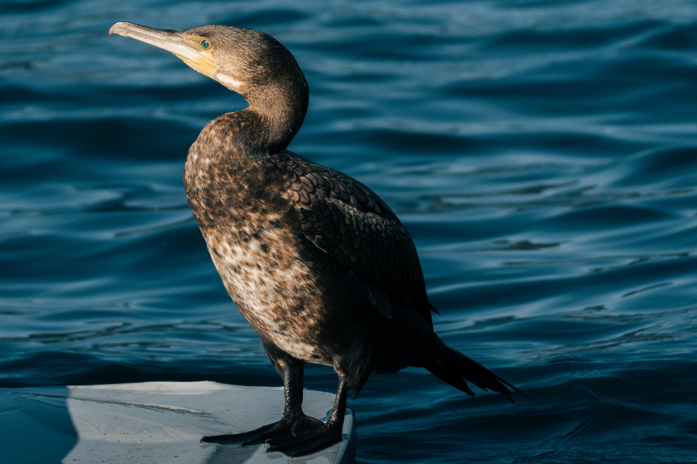 Great Cormorant