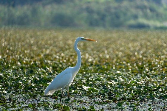 Great Egret
