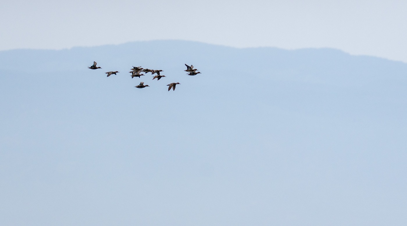 Green-winged Teal