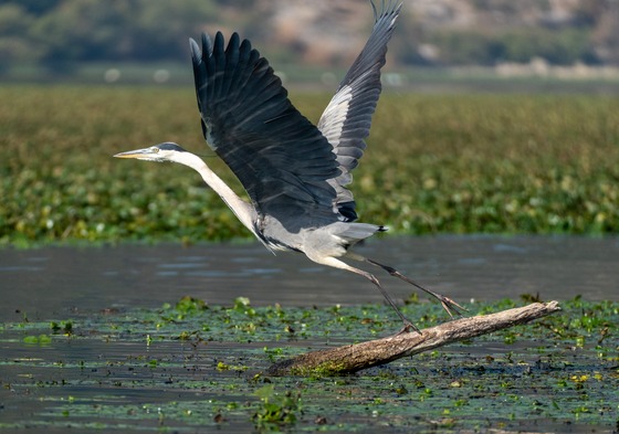 Grey Heron