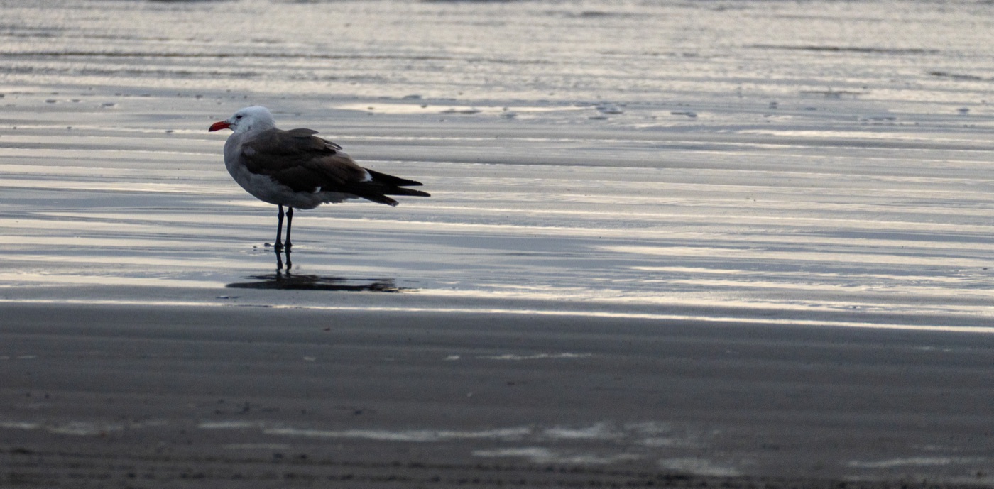 Heermann's Gull