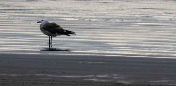 Heermann's Gull