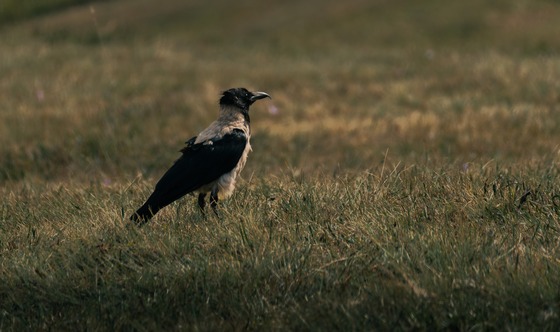 Hooded Crow